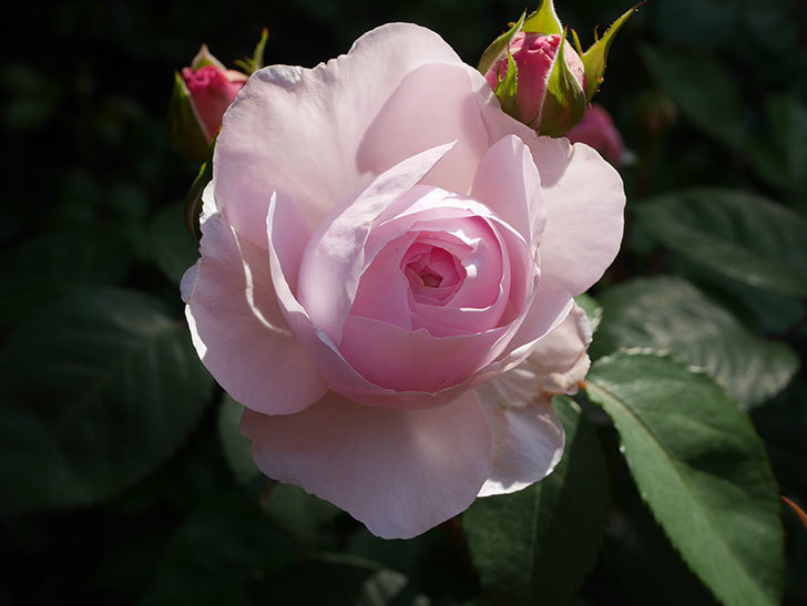 オリビア・ローズ・オースチン(Olivia Rose Austin)の花が増えてきた。半ツルバラ。2021年-011.jpg