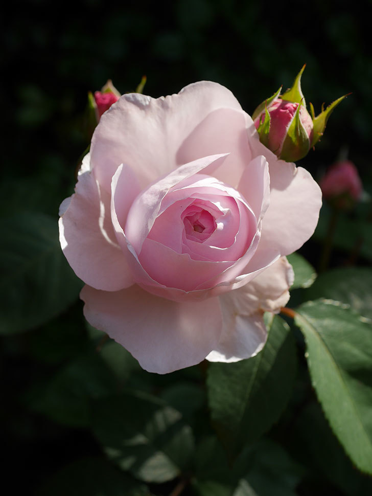 オリビア・ローズ・オースチン(Olivia Rose Austin)の花が増えてきた。半ツルバラ。2021年-012.jpg
