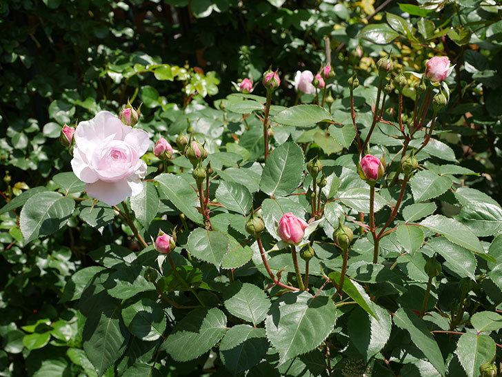 オリビア・ローズ・オースチン(Olivia Rose Austin)の花が増えてきた。半ツルバラ。2021年-017.jpg