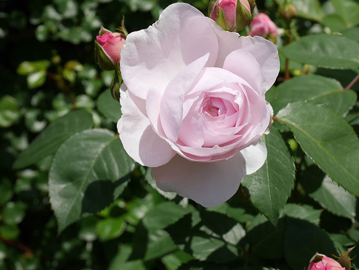 オリビア・ローズ・オースチン(Olivia Rose Austin)の花が増えてきた。半ツルバラ。2021年-018.jpg