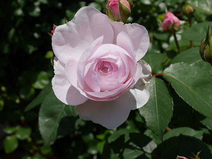 オリビア・ローズ・オースチン(Olivia Rose Austin)の花が増えてきた。半ツルバラ。2021年-019.jpg