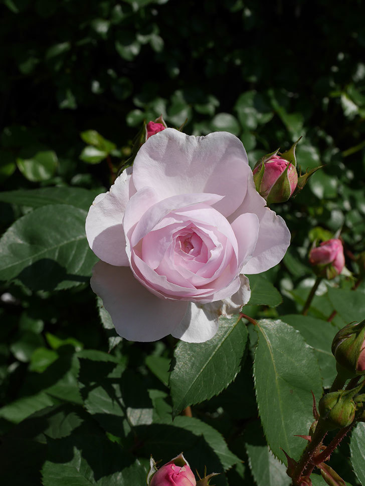 オリビア・ローズ・オースチン(Olivia Rose Austin)の花が増えてきた。半ツルバラ。2021年-020.jpg