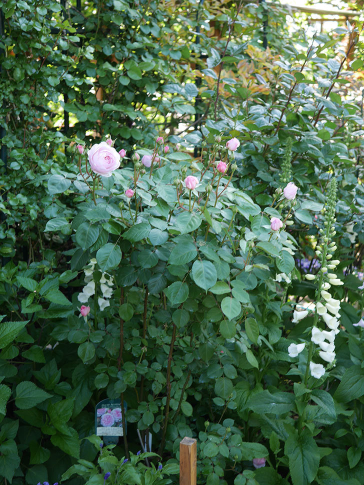 オリビア・ローズ・オースチン(Olivia Rose Austin)の花が増えてきた。半ツルバラ。2021年-023.jpg