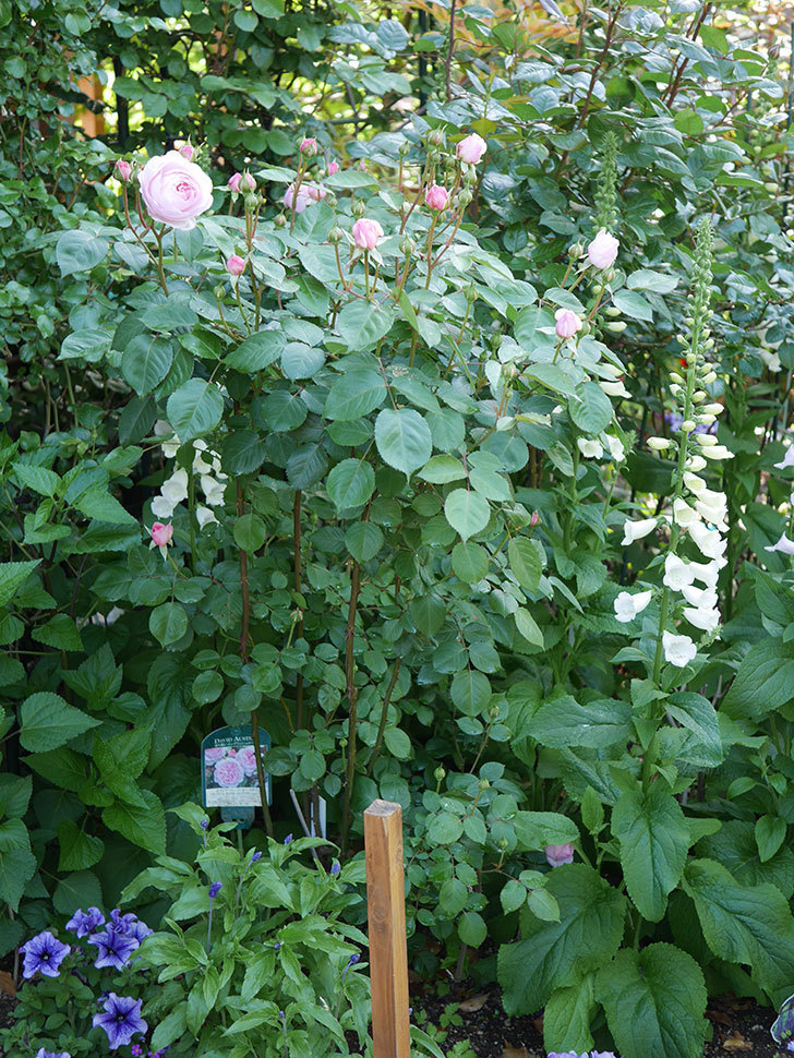 オリビア・ローズ・オースチン(Olivia Rose Austin)の花が増えてきた。半ツルバラ。2021年-024.jpg
