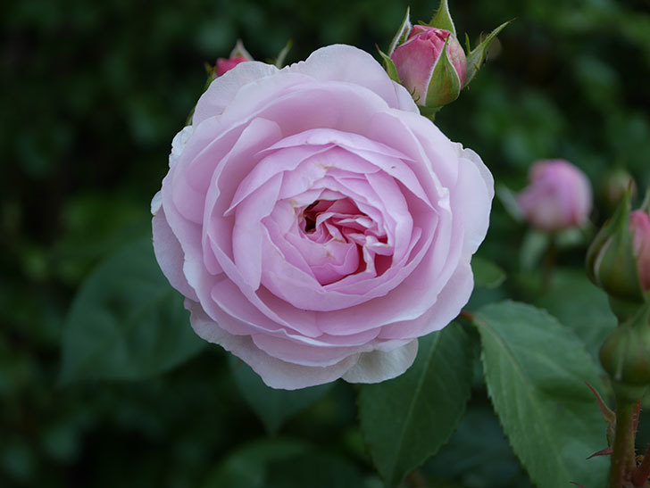 オリビア・ローズ・オースチン(Olivia Rose Austin)の花が増えてきた。半ツルバラ。2021年-027.jpg