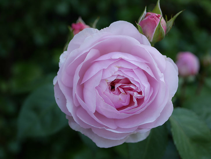 オリビア・ローズ・オースチン(Olivia Rose Austin)の花が増えてきた。半ツルバラ。2021年-029.jpg