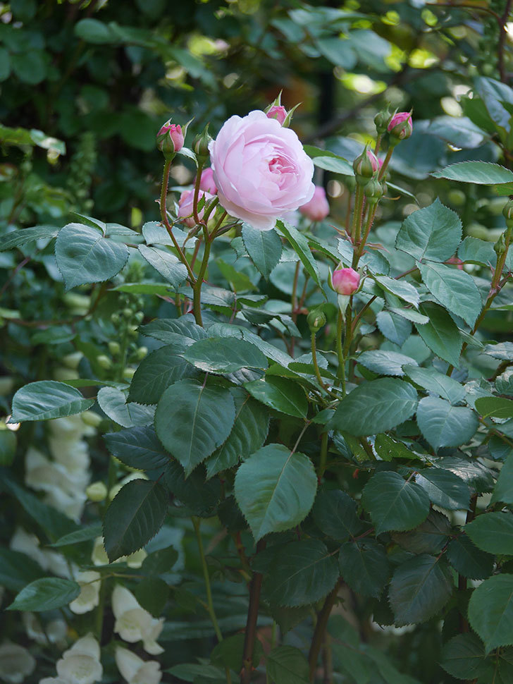 オリビア・ローズ・オースチン(Olivia Rose Austin)の花が増えてきた。半ツルバラ。2021年-035.jpg