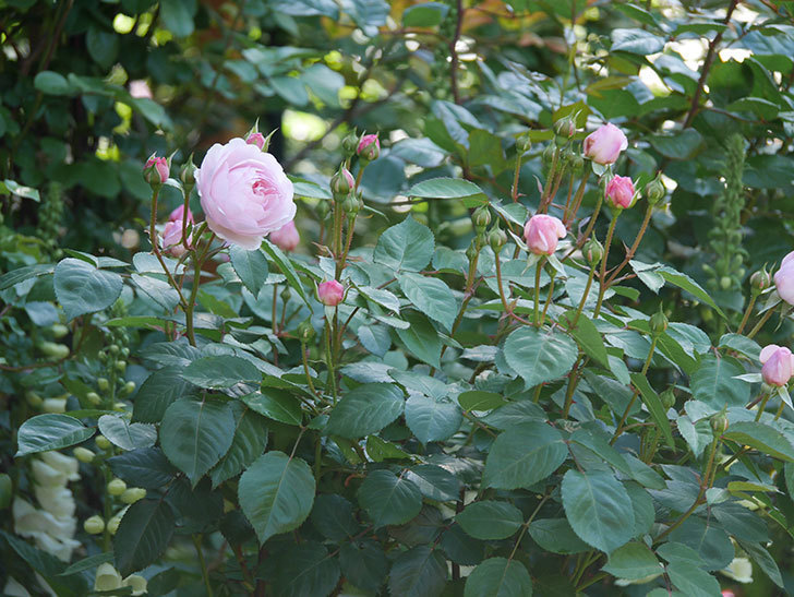 オリビア・ローズ・オースチン(Olivia Rose Austin)の花が増えてきた。半ツルバラ。2021年-037.jpg