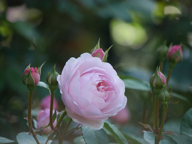 オリビア・ローズ・オースチン(Olivia Rose Austin)の花が増えてきた。半ツルバラ。2021年-038.jpg