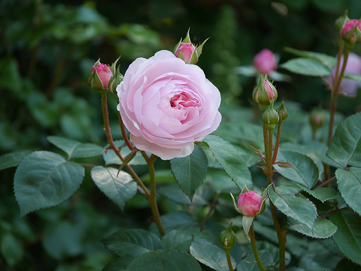 オリビア・ローズ・オースチン(Olivia Rose Austin)の花が増えてきた。半ツルバラ。2021年-040.jpg