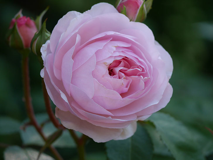 オリビア・ローズ・オースチン(Olivia Rose Austin)の花が増えてきた。半ツルバラ。2021年-041.jpg
