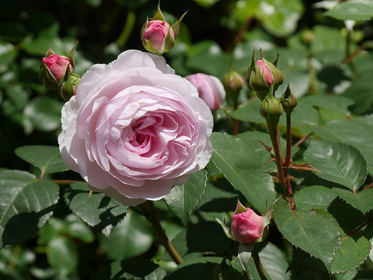 オリビア・ローズ・オースチン(Olivia Rose Austin)の花が増えてきた。半ツルバラ。2021年-043.jpg