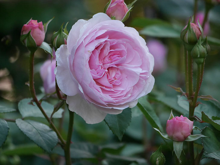 オリビア・ローズ・オースチン(Olivia Rose Austin)の花が増えてきた。半ツルバラ。2021年-053.jpg