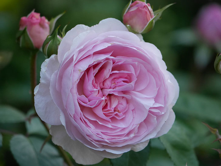 オリビア・ローズ・オースチン(Olivia Rose Austin)の花が増えてきた。半ツルバラ。2021年-055.jpg