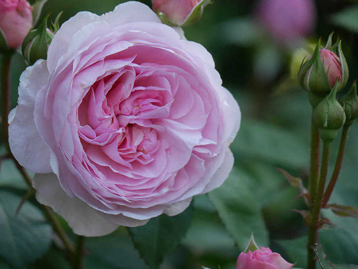 オリビア・ローズ・オースチン(Olivia Rose Austin)の花が増えてきた。半ツルバラ。2021年-056.jpg