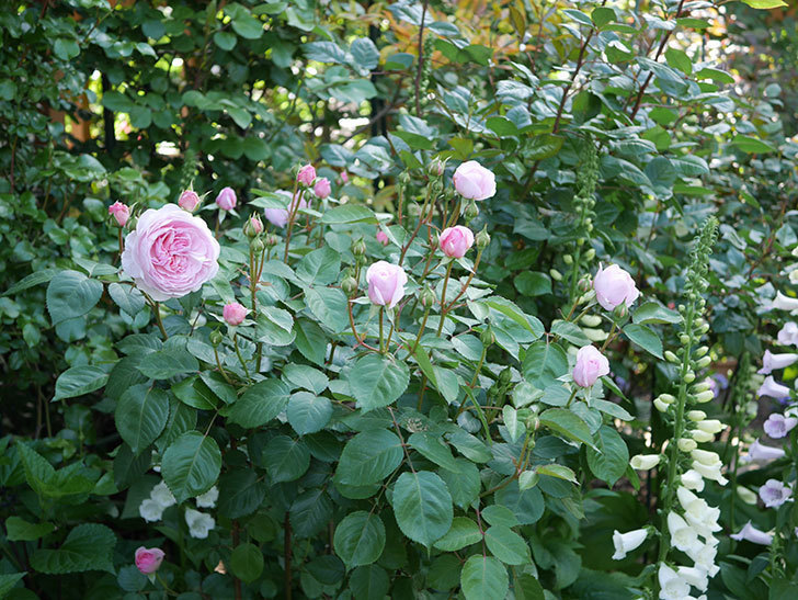 オリビア・ローズ・オースチン(Olivia Rose Austin)の花が増えてきた。半ツルバラ。2021年-058.jpg