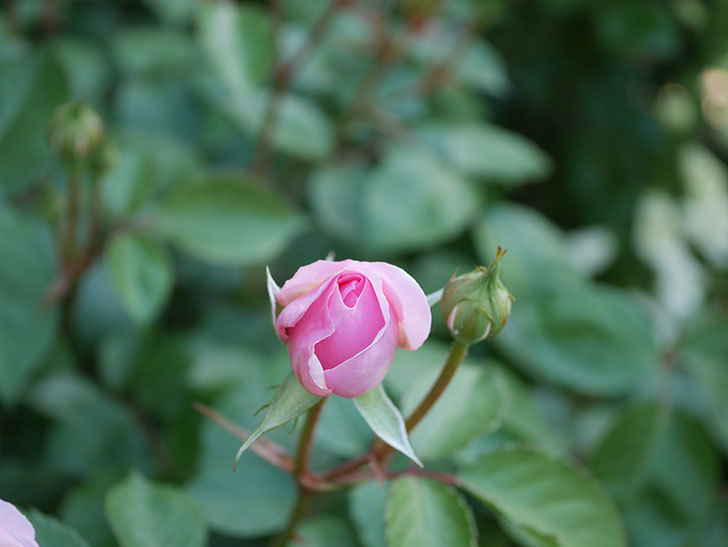 オリビア・ローズ・オースチン(Olivia Rose Austin)の花が増えてきた。半ツルバラ。2021年-065.jpg