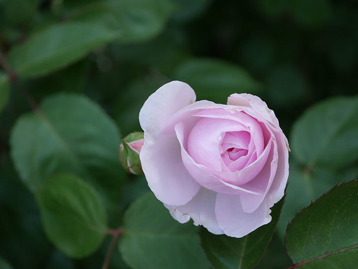 オリビア・ローズ・オースチン(Olivia Rose Austin)の花が増えてきた。半ツルバラ。2021年-066.jpg