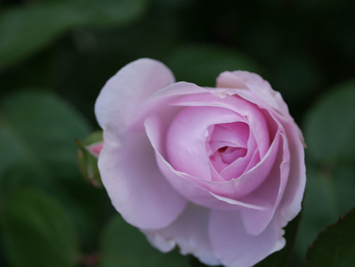オリビア・ローズ・オースチン(Olivia Rose Austin)の花が増えてきた。半ツルバラ。2021年-067.jpg