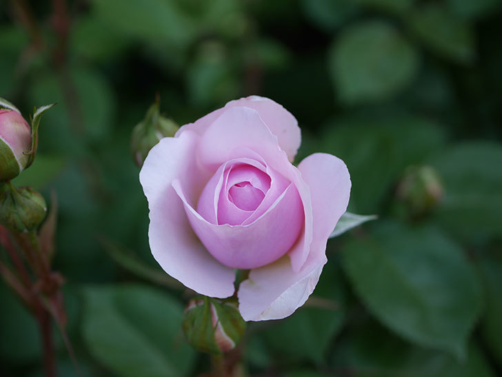 オリビア・ローズ・オースチン(Olivia Rose Austin)の花が増えてきた。半ツルバラ。2021年-068.jpg