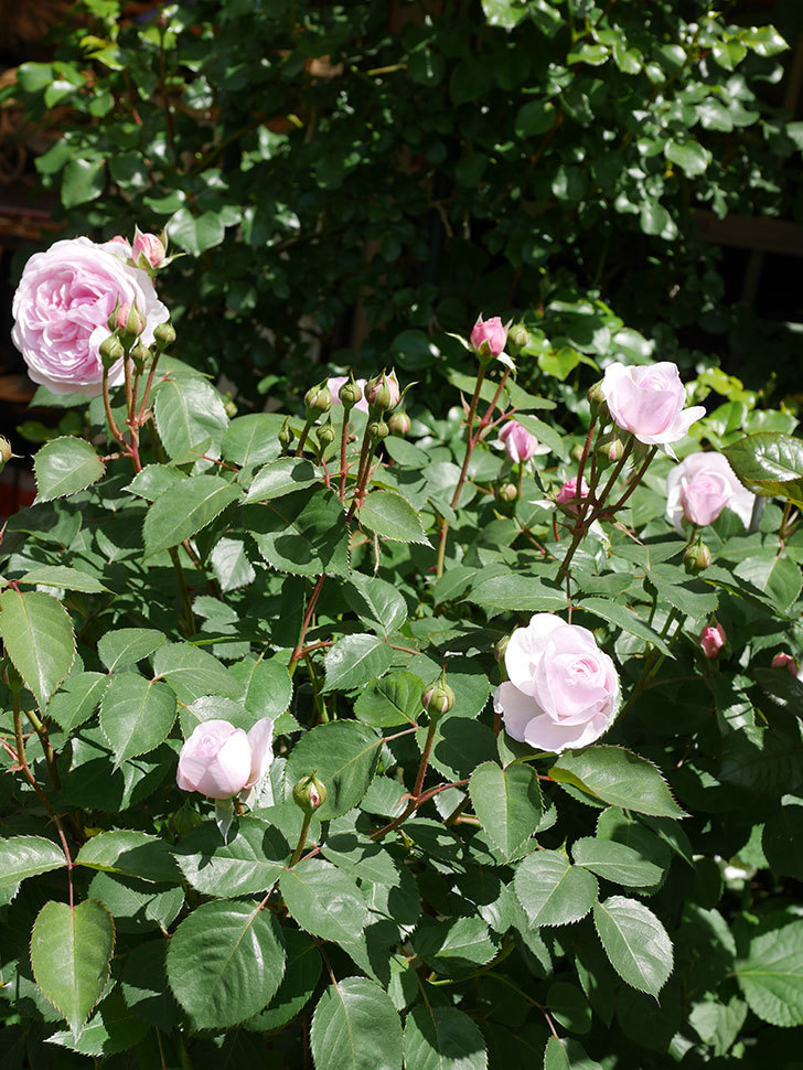 オリビア・ローズ・オースチン(Olivia Rose Austin)の花が増えてきた。半ツルバラ。2021年-073.jpg