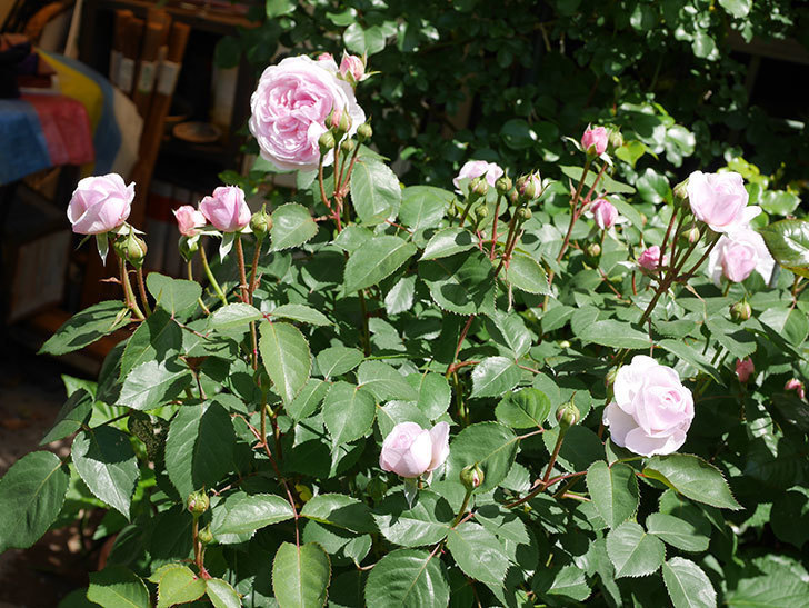 オリビア・ローズ・オースチン(Olivia Rose Austin)の花が増えてきた。半ツルバラ。2021年-074.jpg