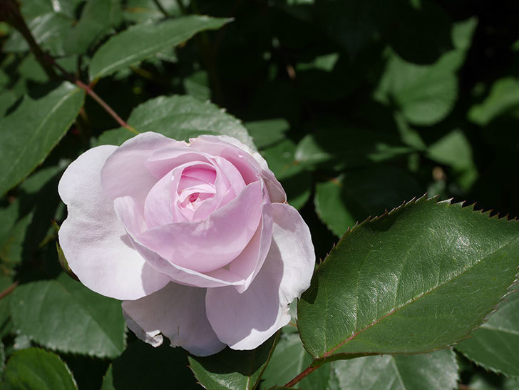オリビア・ローズ・オースチン(Olivia Rose Austin)の花が増えてきた。半ツルバラ。2021年-075.jpg