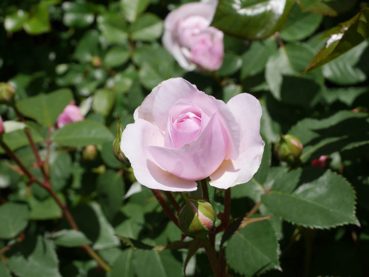 オリビア・ローズ・オースチン(Olivia Rose Austin)の花が増えてきた。半ツルバラ。2021年-076.jpg