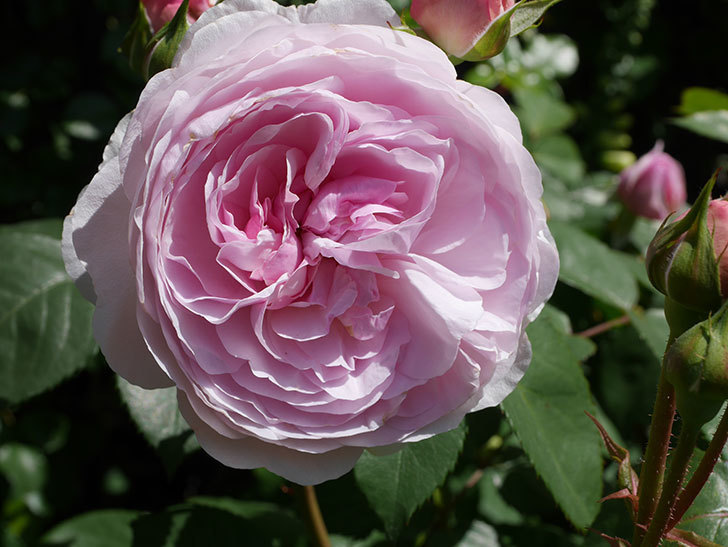 オリビア・ローズ・オースチン(Olivia Rose Austin)の花が増えてきた。半ツルバラ。2021年-078.jpg