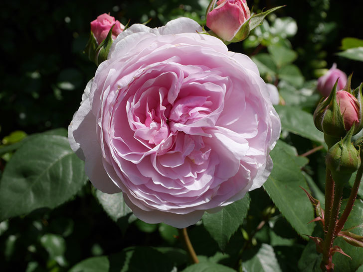 オリビア・ローズ・オースチン(Olivia Rose Austin)の花が増えてきた。半ツルバラ。2021年-079.jpg