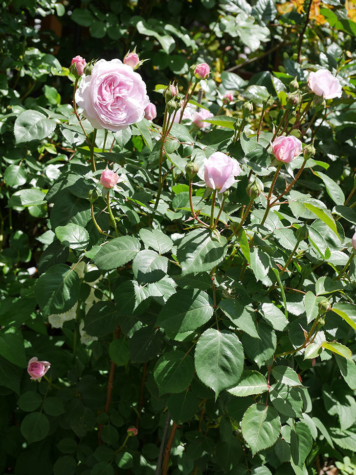 オリビア・ローズ・オースチン(Olivia Rose Austin)の花が増えてきた。半ツルバラ。2021年-081.jpg