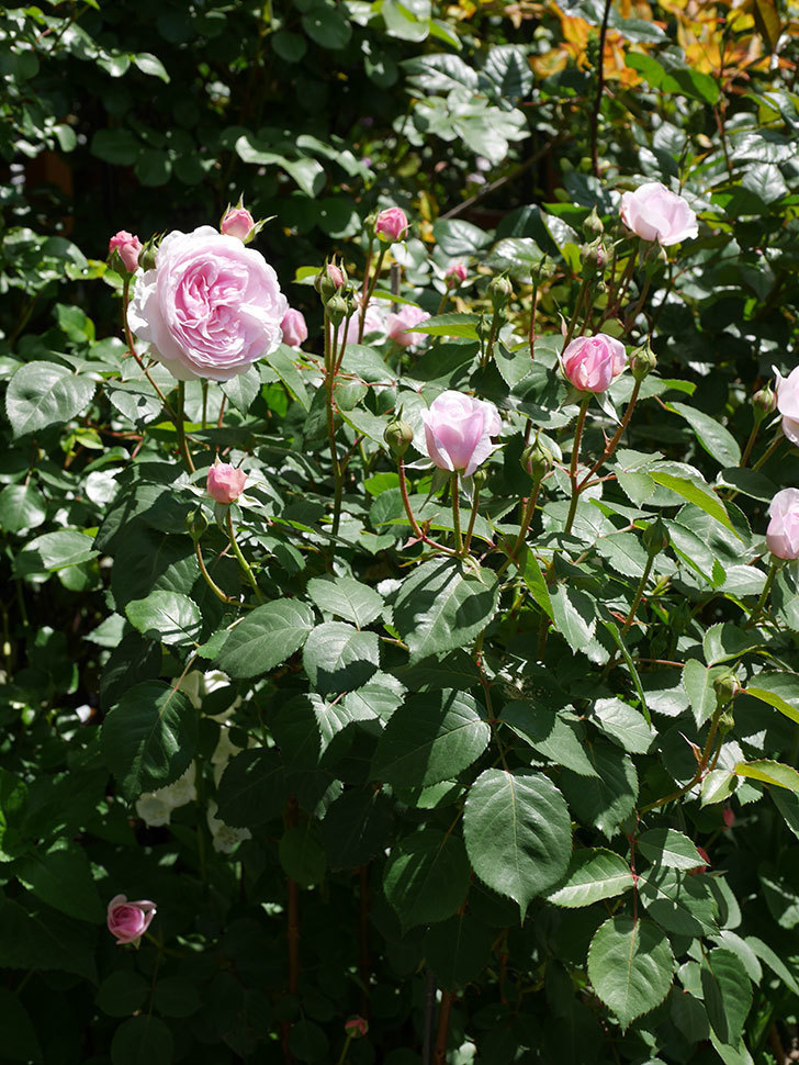 オリビア・ローズ・オースチン(Olivia Rose Austin)の花が増えてきた。半ツルバラ。2021年-082.jpg