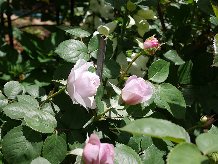 オリビア・ローズ・オースチン(Olivia Rose Austin)の花が増えてきた。半ツルバラ。2021年-083.jpg