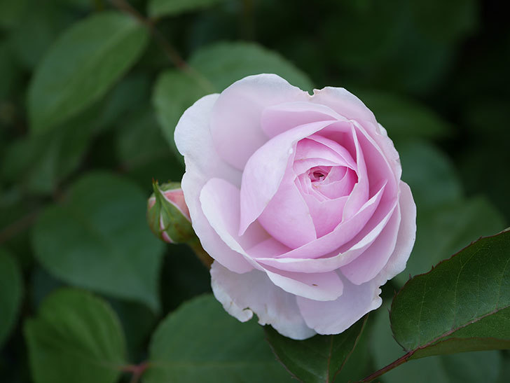 オリビア・ローズ・オースチン(Olivia Rose Austin)の花が増えてきた。半ツルバラ。2021年-090.jpg