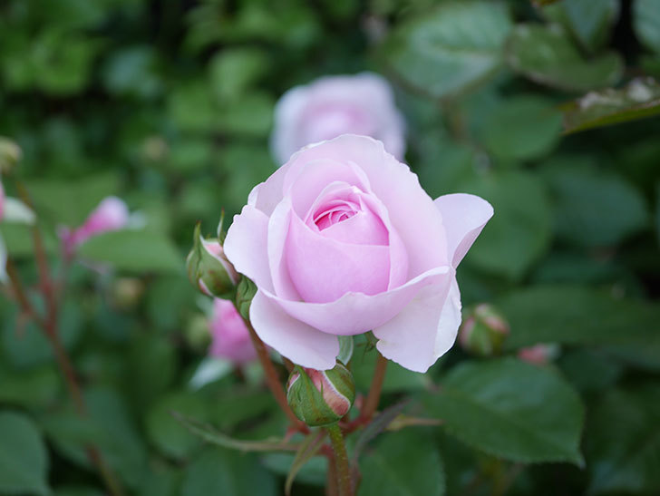 オリビア・ローズ・オースチン(Olivia Rose Austin)の花が増えてきた。半ツルバラ。2021年-091.jpg