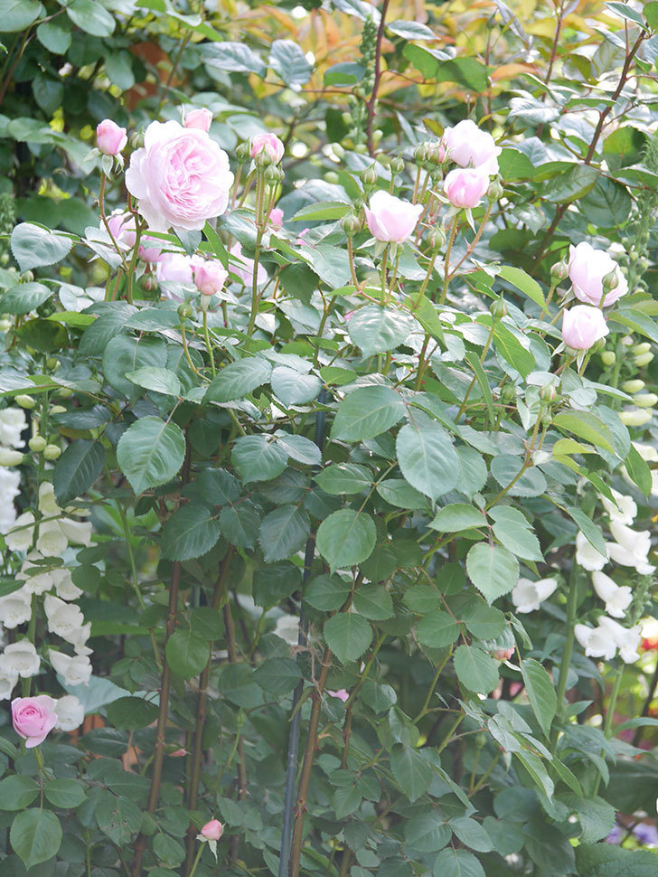 オリビア・ローズ・オースチン(Olivia Rose Austin)の花が増えてきた。半ツルバラ。2021年-099.jpg