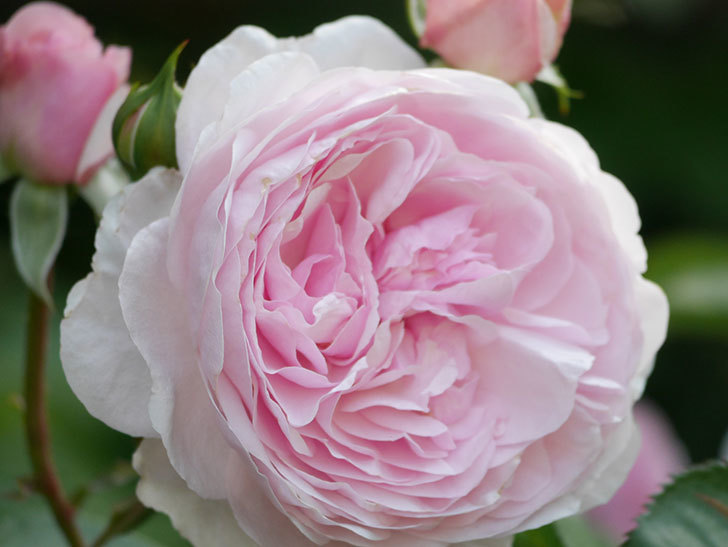 オリビア・ローズ・オースチン(Olivia Rose Austin)の花が増えてきた。半ツルバラ。2021年-104.jpg