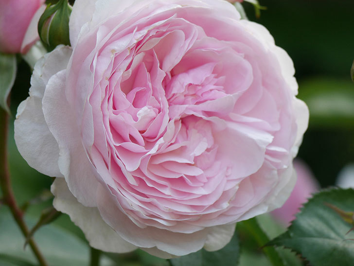 オリビア・ローズ・オースチン(Olivia Rose Austin)の花が増えてきた。半ツルバラ。2021年-105.jpg