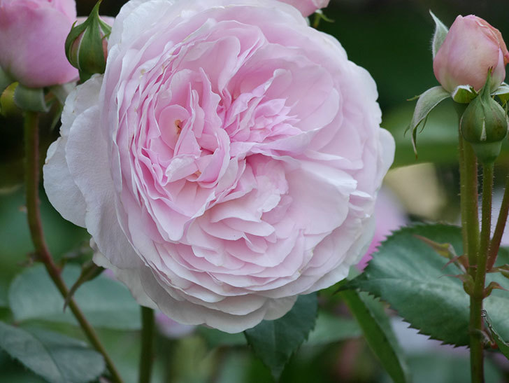 オリビア・ローズ・オースチン(Olivia Rose Austin)の花が増えてきた。半ツルバラ。2021年-117.jpg