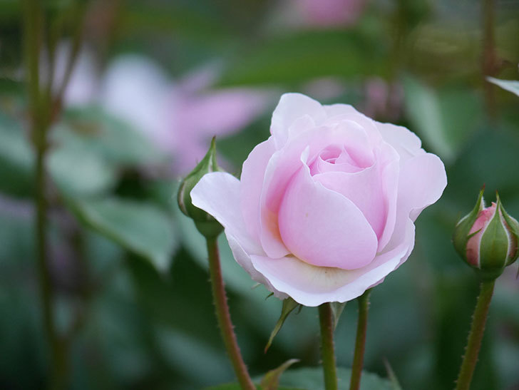オリビア・ローズ・オースチン(Olivia Rose Austin)の花が増えてきた。半ツルバラ。2021年-118.jpg