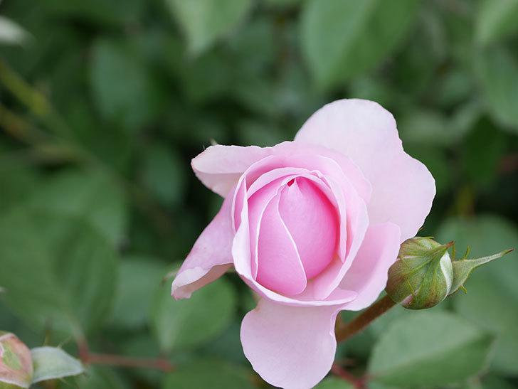 オリビア・ローズ・オースチン(Olivia Rose Austin)の花が増えてきた。半ツルバラ。2021年-134.jpg
