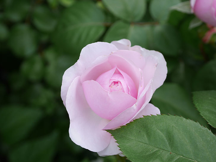 オリビア・ローズ・オースチン(Olivia Rose Austin)の花が増えてきた。半ツルバラ。2021年-137.jpg
