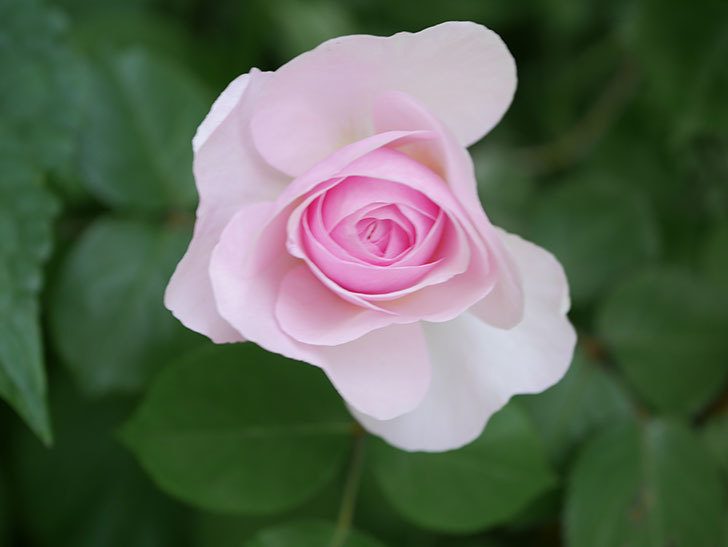 オリビア・ローズ・オースチン(Olivia Rose Austin)の花が増えてきた。半ツルバラ。2021年-139.jpg