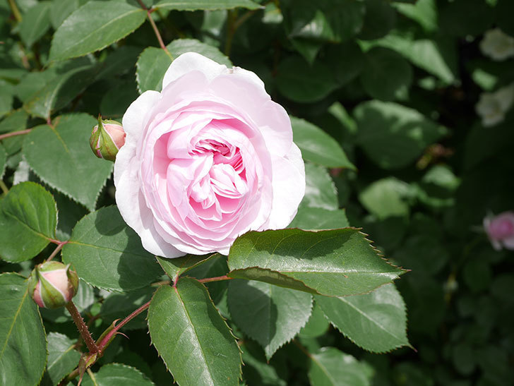 オリビア・ローズ・オースチン(Olivia Rose Austin)の花が増えてきた。半ツルバラ。2021年-142.jpg