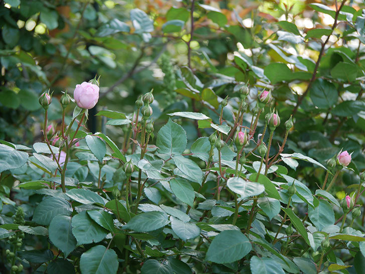 オリビア・ローズ・オースチン(Olivia Rose Austin)の花が少し咲いた。半ツルバラ。2021年-003.jpg