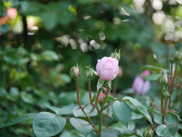 オリビア・ローズ・オースチン(Olivia Rose Austin)の花が少し咲いた。半ツルバラ。2021年-006.jpg