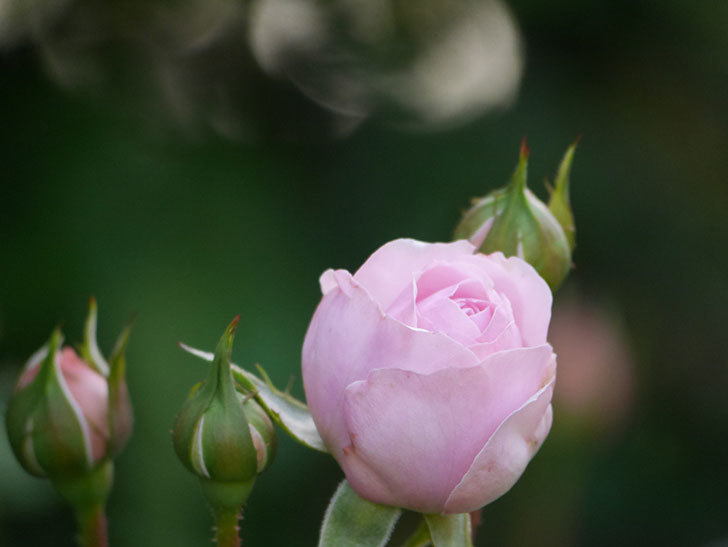 オリビア・ローズ・オースチン(Olivia Rose Austin)の花が少し咲いた。半ツルバラ。2021年-007.jpg