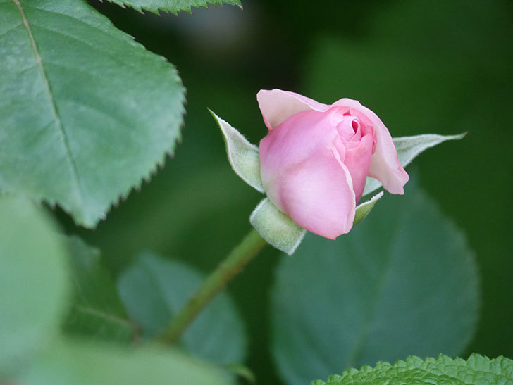 オリビア・ローズ・オースチン(Olivia Rose Austin)の花が少し咲いた。半ツルバラ。2021年-011.jpg