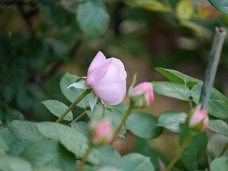 オリビア・ローズ・オースチン(Olivia Rose Austin)の花が少し咲いた。半ツルバラ。2021年-012.jpg