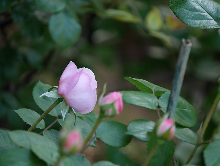 オリビア・ローズ・オースチン(Olivia Rose Austin)の花が少し咲いた。半ツルバラ。2021年-013.jpg